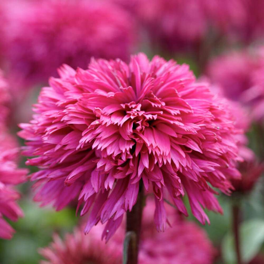 Purpursolhat Echinacea 'Blackberry Truffle'
